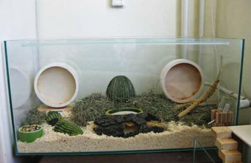 56 Gambar Desain Rumah Hamster Terbaru