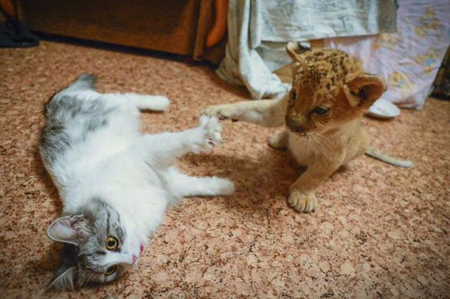 Kiara is the world's first liliger, liliger cat, hybrid animals