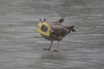 Sulvermiuw - Zilvermeeuw - Larus argentatus