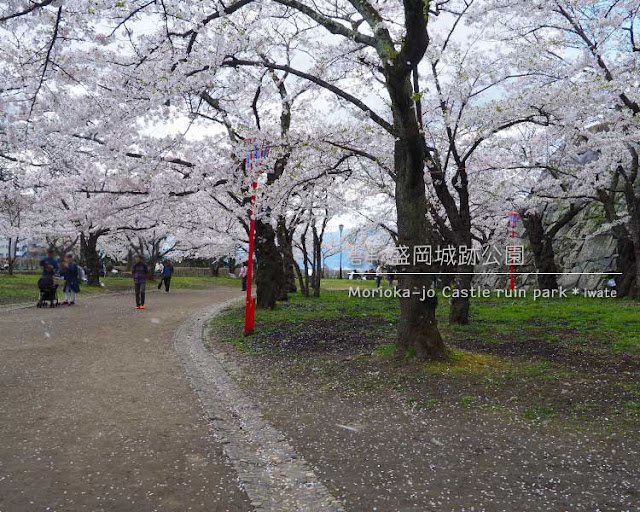 盛岡城跡公園の桜