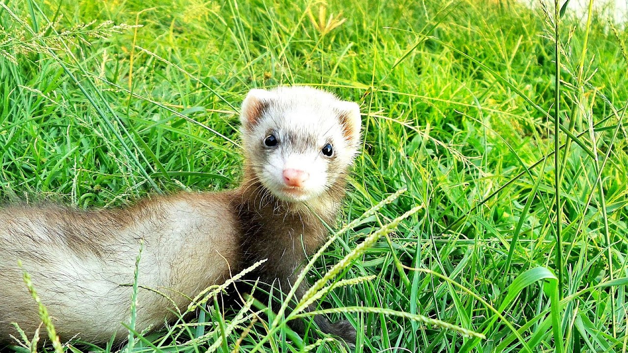 Prairie Dog Endangered