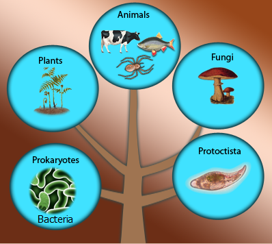 Resultado de imagen para classification of the 4 living things picture