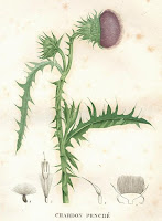 Thistle