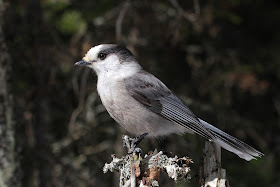 Gray jay