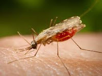 World Malaria Day - April 25