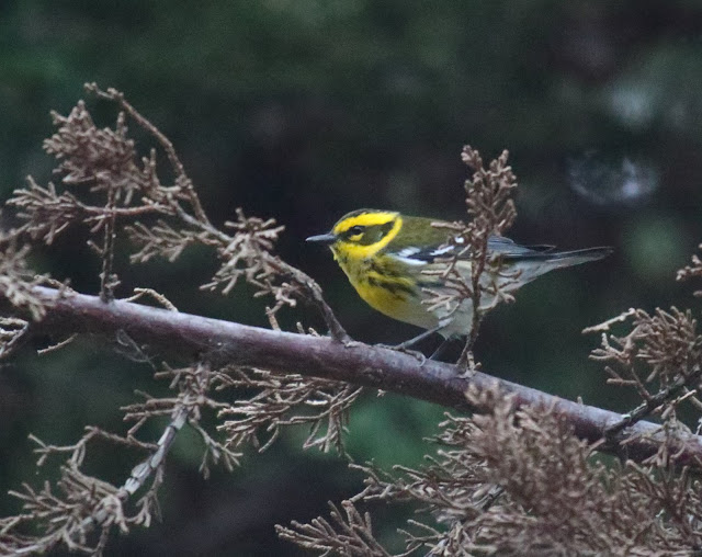 Townsend's Warbler