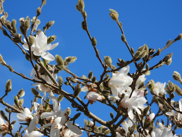 Riktig vår när magnolian blommar!