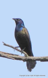 Common Grackle