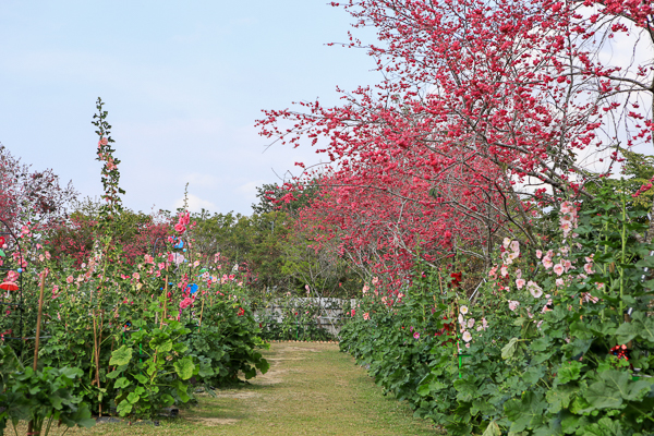 櫻花鳥森林上千棵櫻花結合蜀葵花、小火車、露營、美食、鸚鵡放飛秀