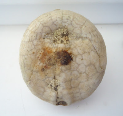 Fossil Sea Urchin Echinoid