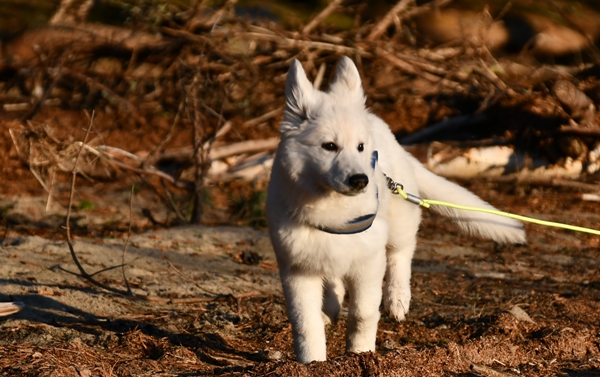 røsholmstranda hvit gjeterhund