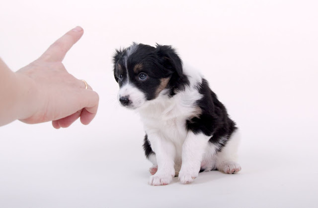 O Motivo do Seu Cachorro Seguir Você em Todos Os Lugares