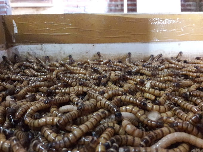 Peluang Bisnis Kumbang Jerman, Ulat Jerman / Superworm (Zophobas Morio)