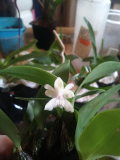 Dendrobium aberrans