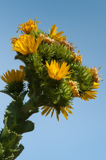 Pollinator Pocket Prairie, LLELA