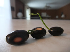 sprouting lotus seed, asian lotus, 3 days