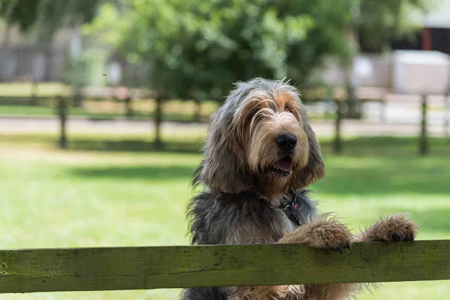 An Otterhound dog sitting on a grassy field, with its long, shaggy coat and soulful eyes - "Otterhound dog, a distinctive breed with a shaggy coat and expressive eyes, known for its hunting skills and friendly disposition."