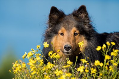 natural and herbal treatments for dogs with environmental allergies