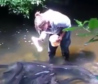 A Woman is feeding giant eel