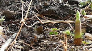 シランの育て方、芽吹きと葉の成長