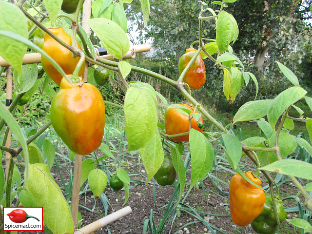 Guatemalan Orange Rocoto - 25th September 2023