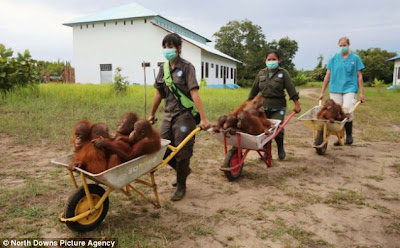 Tragis, Orang Utan Kalimantan Hampir Punah