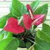 Bunga Anthurium 