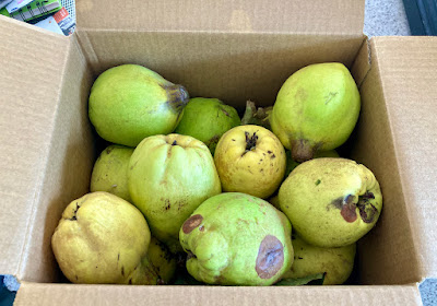 A box of ripe quinces