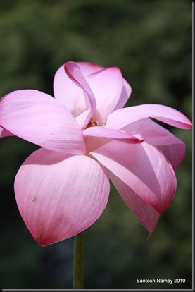 Lotus