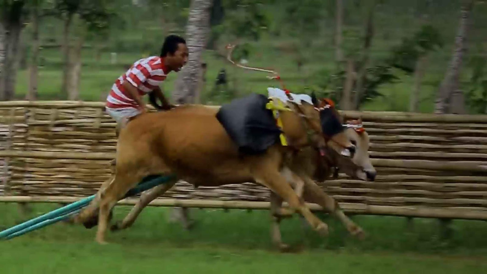 Sebutkan 3 Persebaran  Flora dan  Fauna  di Indonesia 