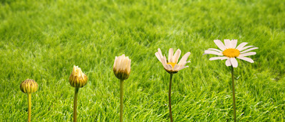 Daisies in various stages of growth