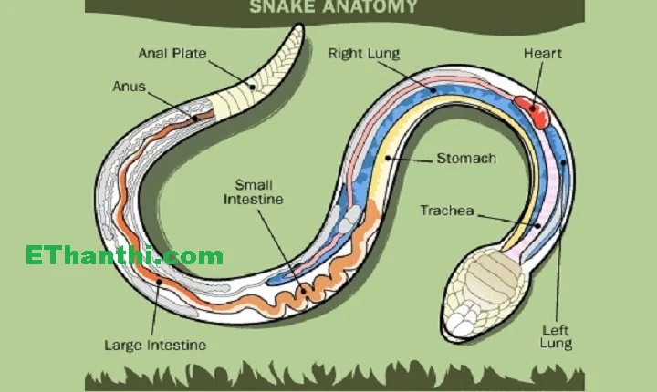 நல்ல பாம்பு பற்றி முழுமையாக தெரிந்து கொள்ளுங்க !