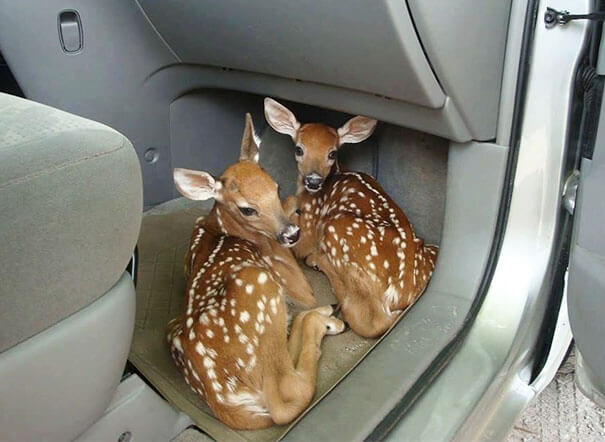 40 Heartwarming Pictures Of Animals - Left The Car Door Open Because My Hands Were Full Of Groceries. Came Back To Aww How Cute