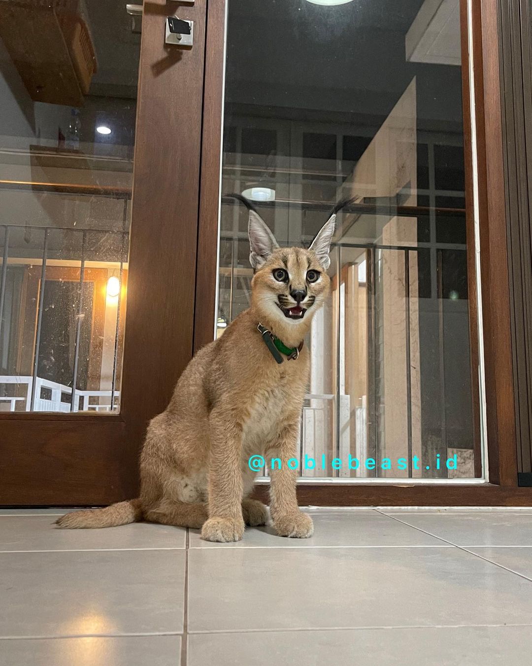 A domesticated Caracal cat