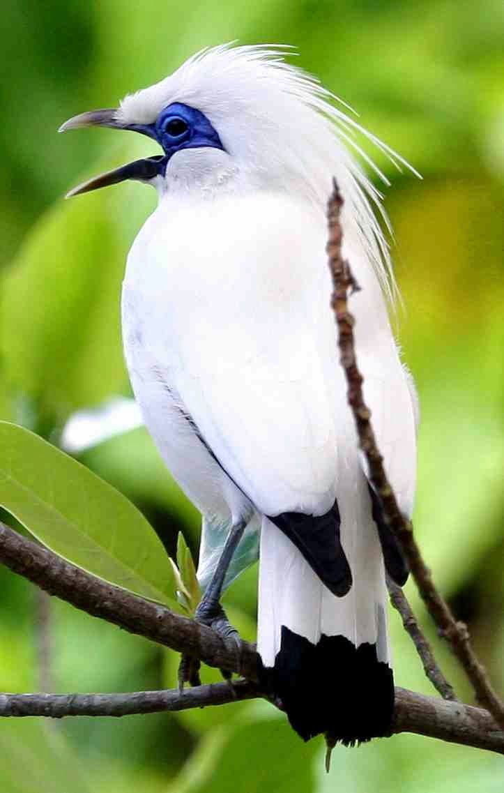 Kumpulan Foto Burung Jalak Bali Jantan ~ FOTO BURUNG KICAU