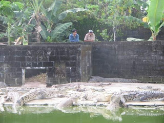 Borneo : Penangkaran Buaya di Juwata Tarakan - Ardiz Tarakan Borneo