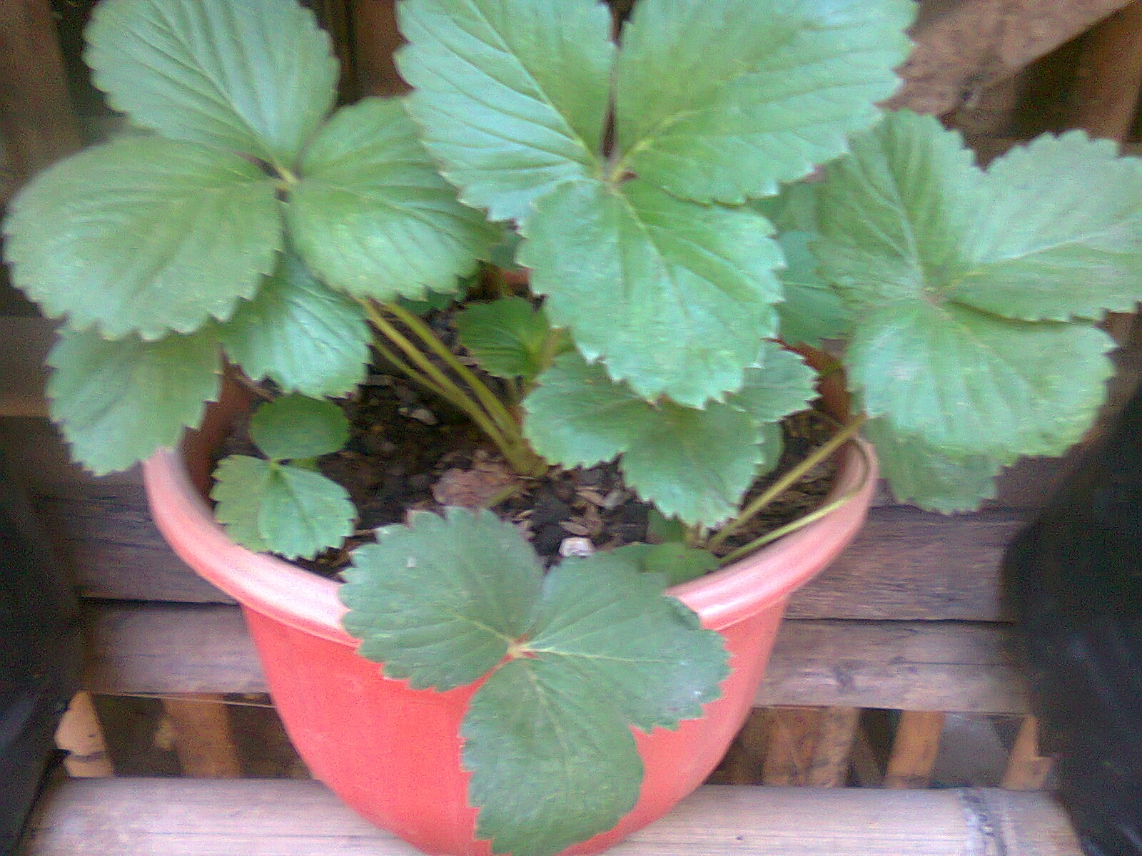 Jenis Tanah Yang Bagus Buat Pohon Strawberry  Guru Ilmuan