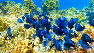 Snorkling Indians Norman Island Virgin Islands