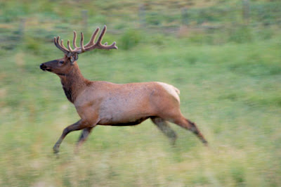 World Fastest Animal Elk - 9