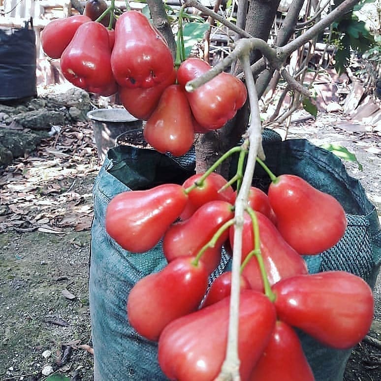 bibit buah jambu kusuma merah cepat tumbuh mataram Sumatra Selatan