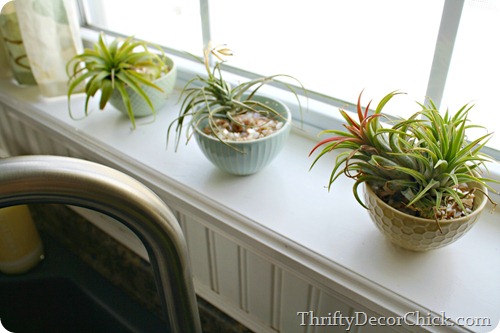 Air plants