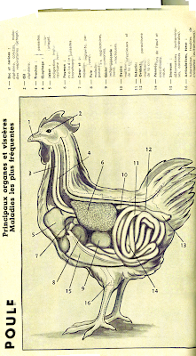 Anatomie poule