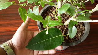 bonsai leaf size reduction 1