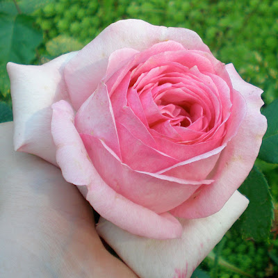 a pink rose