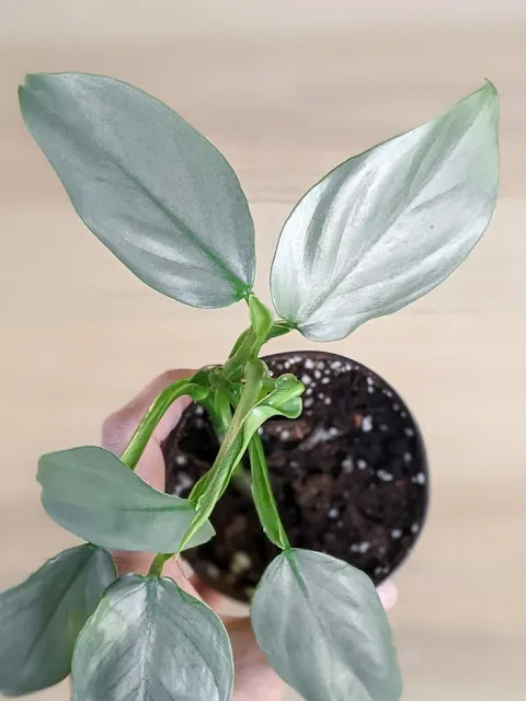 Silver Sword Philodendron