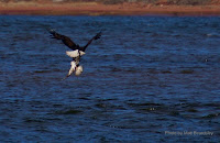 Bald eagle adult caught an Osprey but later dropped it - PEI, by Matt Beardsley