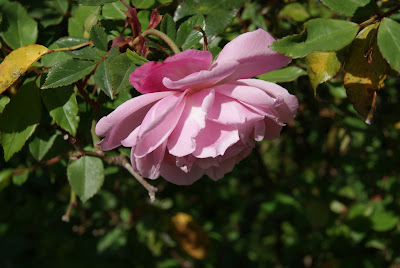 Roserar del Parc de Cervantes (Barcelona)