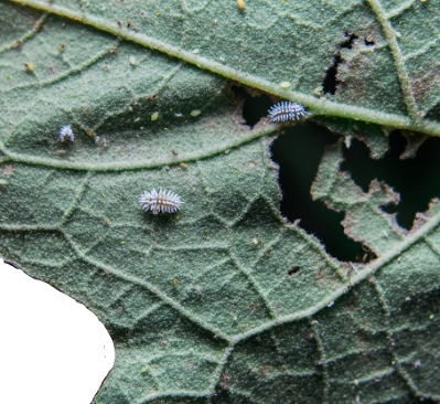 Mealybugs sucking sap from leaf