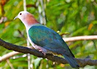 Green imperial pigeon- State bird of Tripura