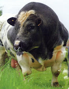 Giant Mutant Cows of Belgium Photo, Worlds Biggest Dog, Worlds Tallest Dog, .